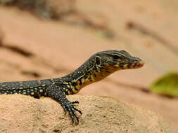 Image of Clouded Monitor