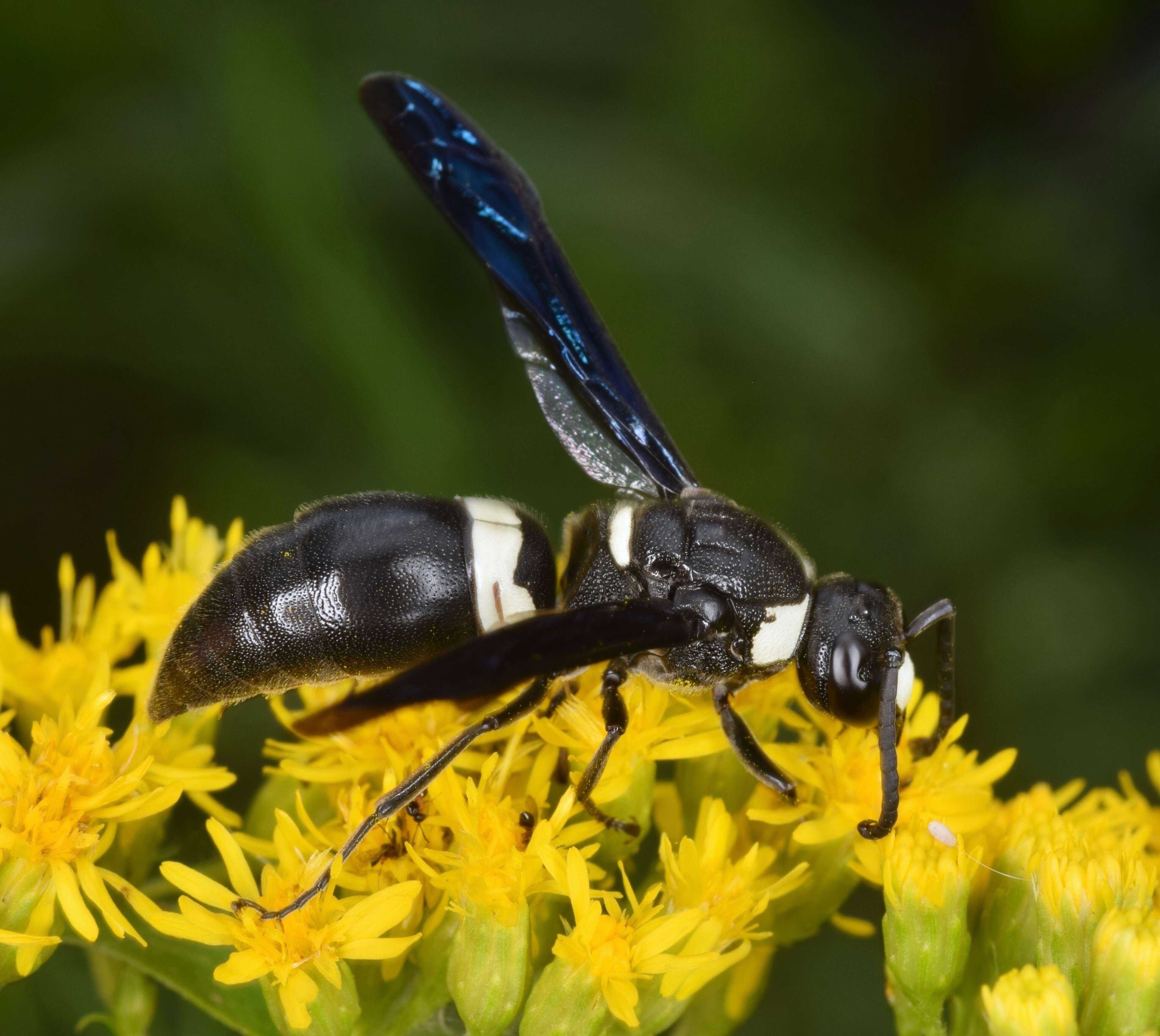 Image of Four-toothed Mason Wasp