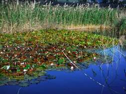 Image of waterlilies