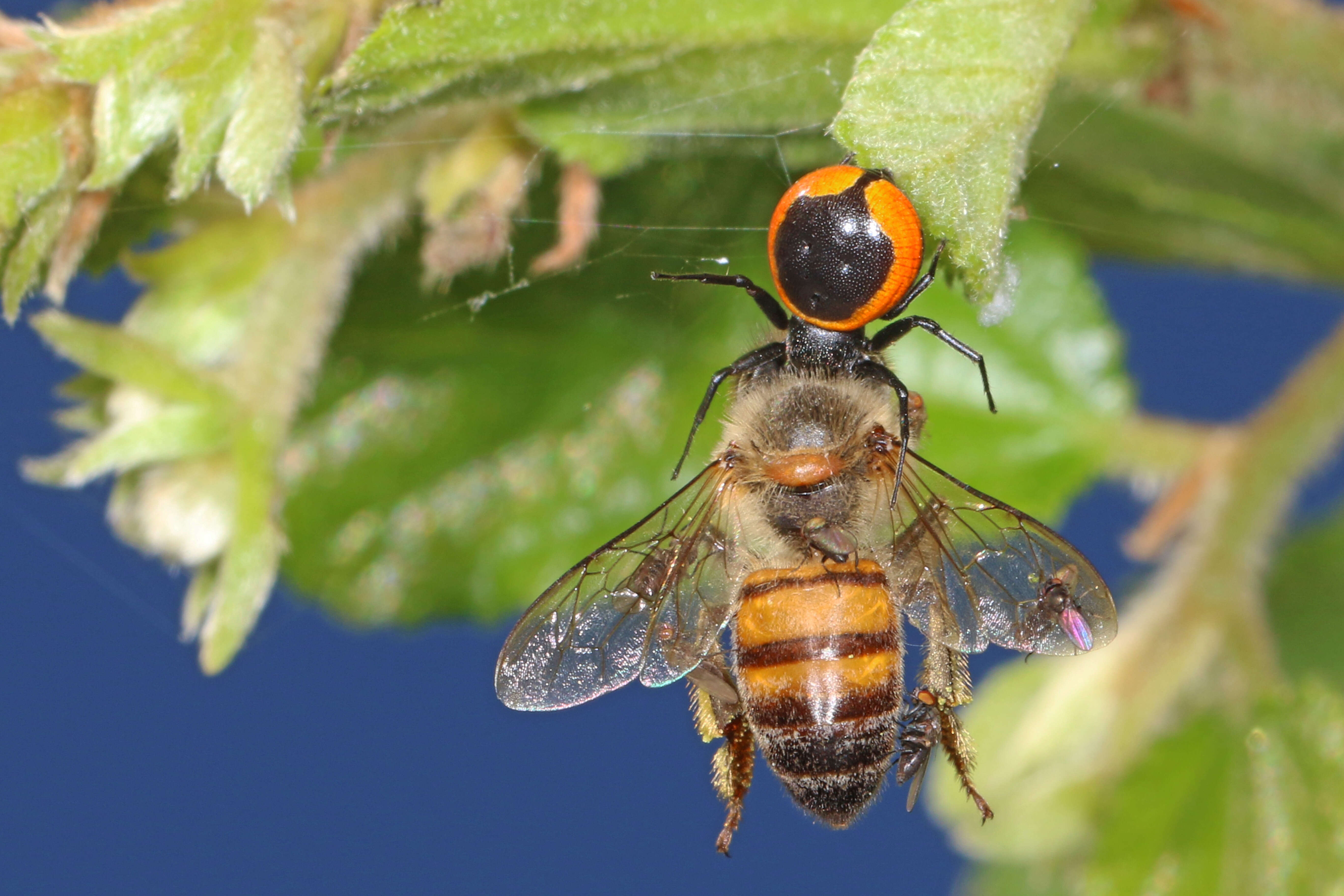 Image de Apis mellifera scutellata