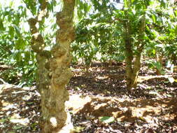 Image of robusta coffee