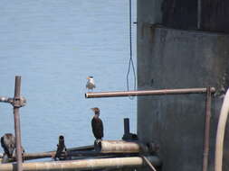 Image of Pygmy Cormorant