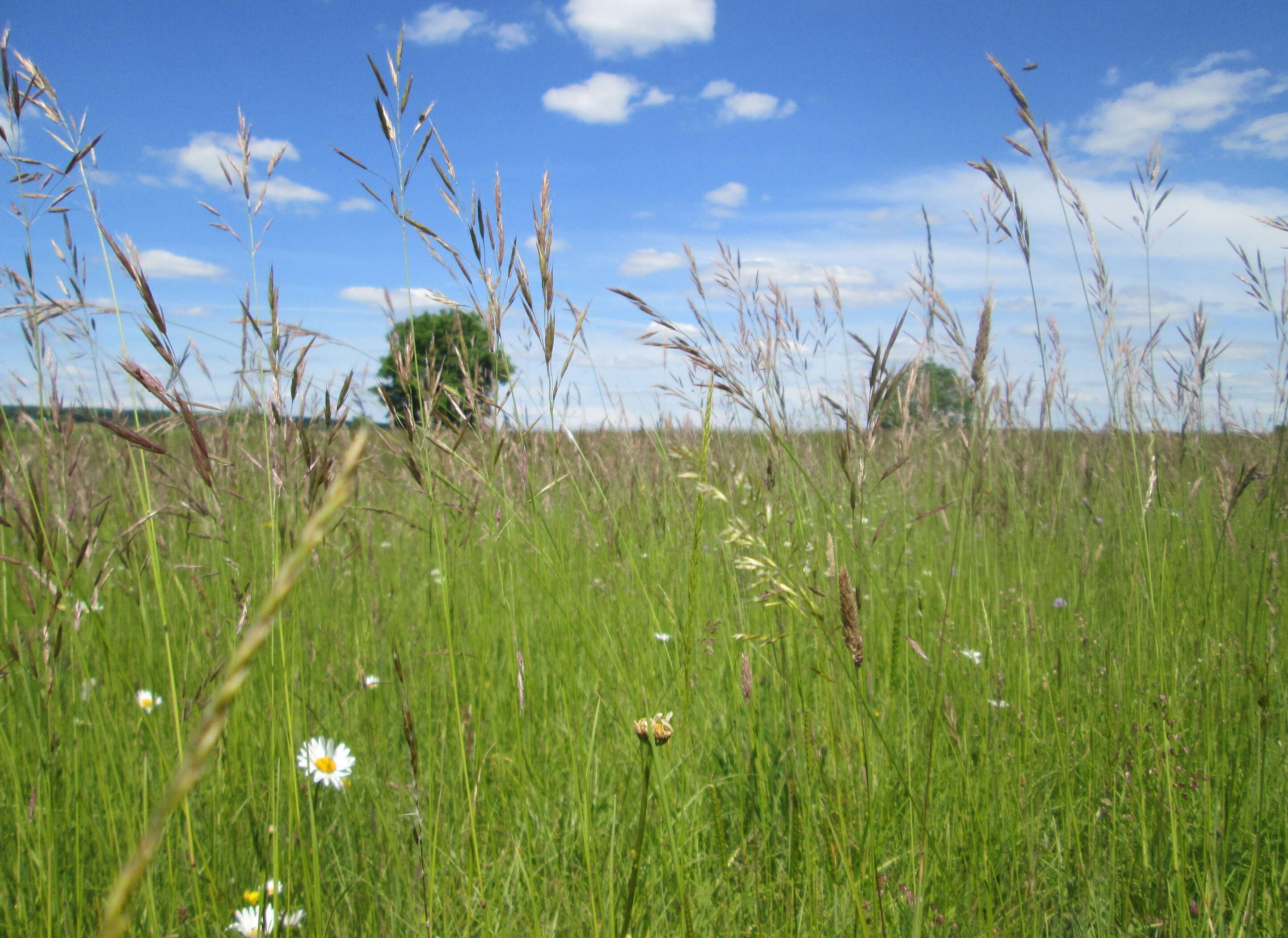 Image of erect brome