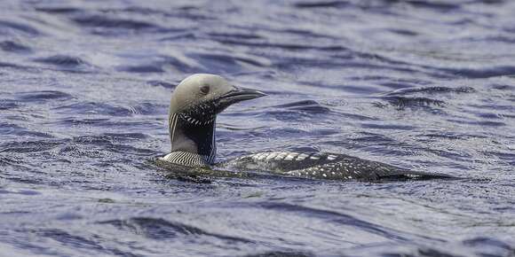 Image of Arctic Loon