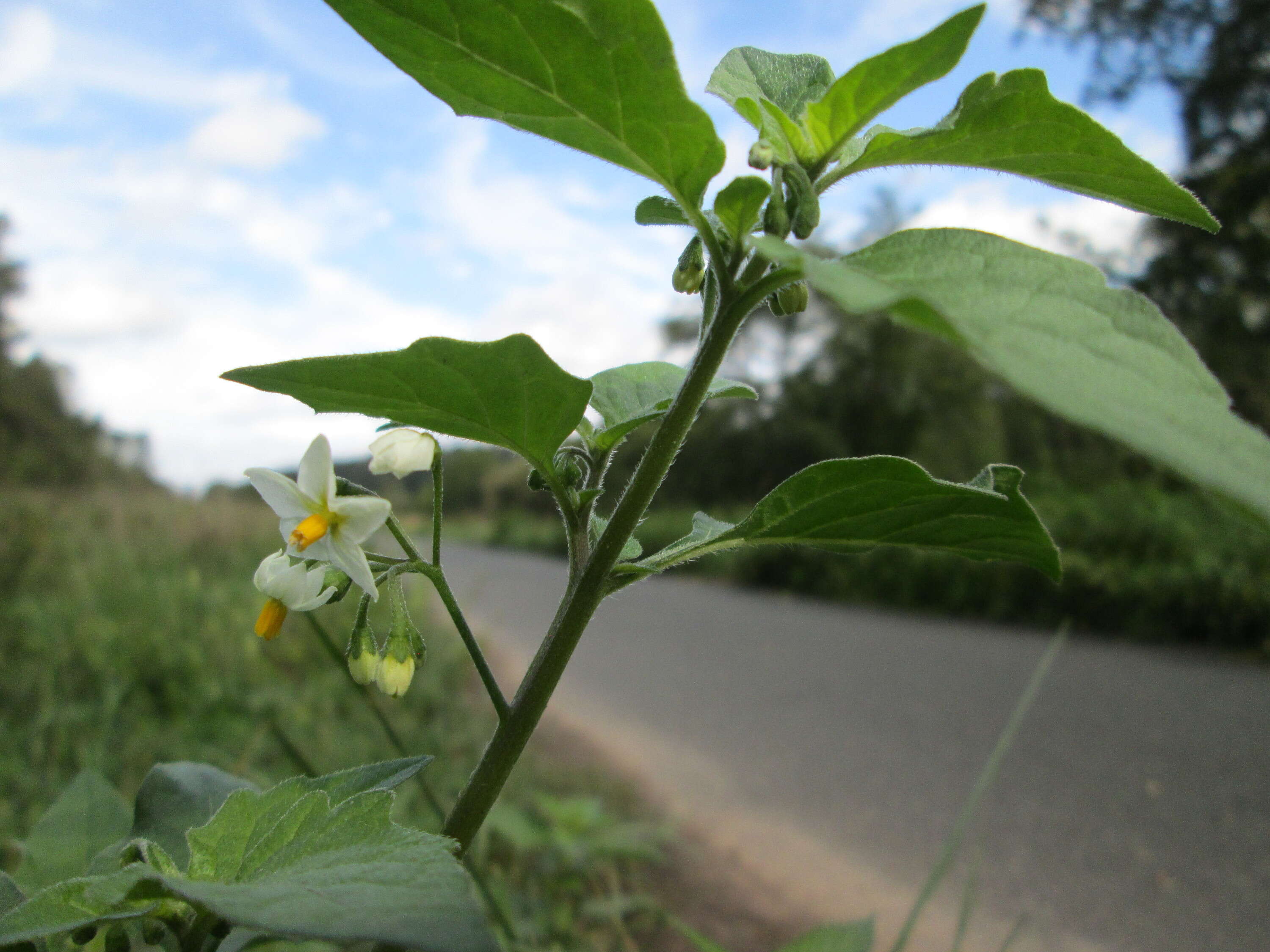 Plancia ëd Solanum nigrum L.