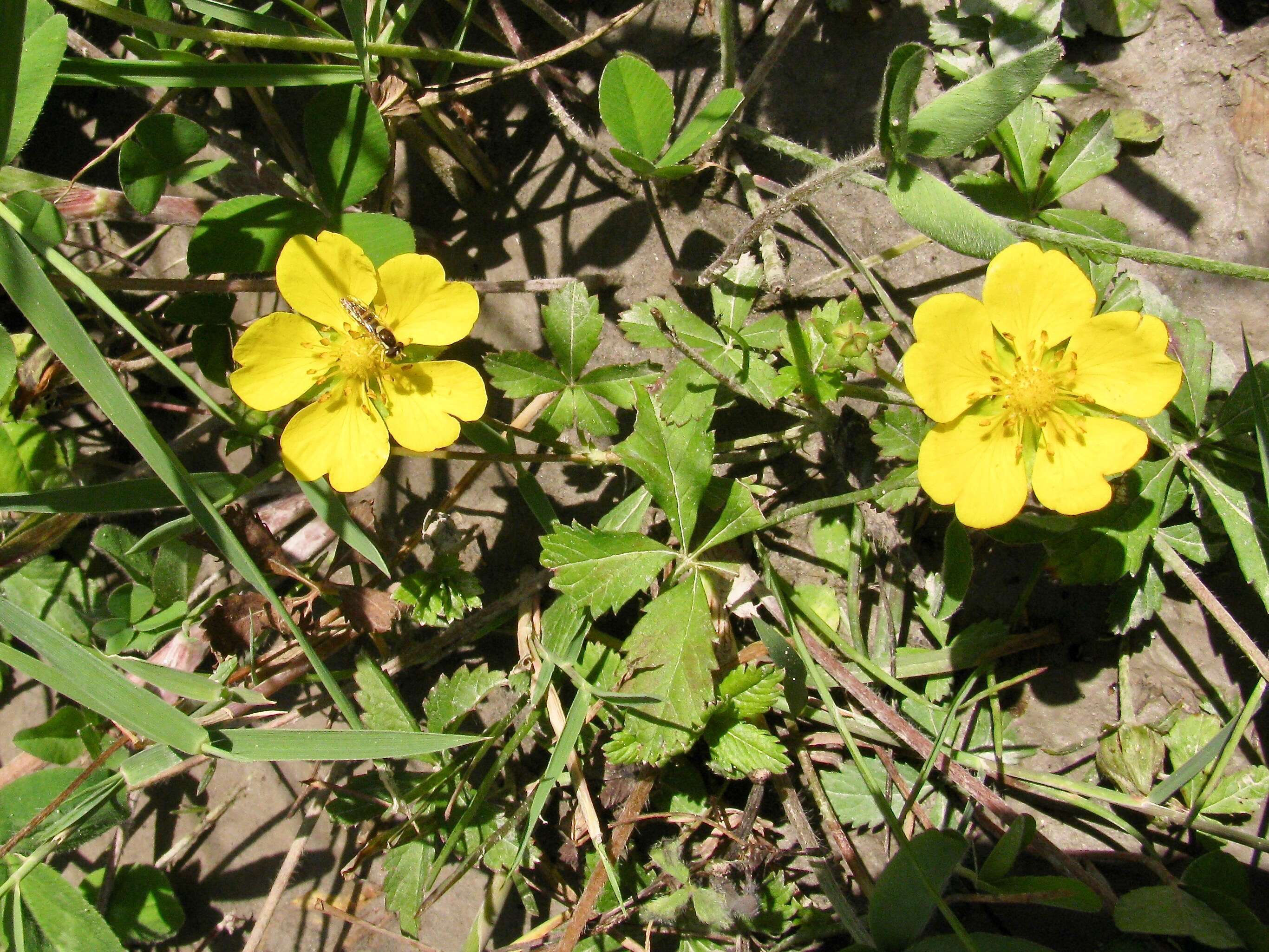 Слика од Potentilla crantzii (Crantz) Beck