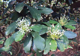 Image of Ixora finlaysoniana Wall. ex G. Don