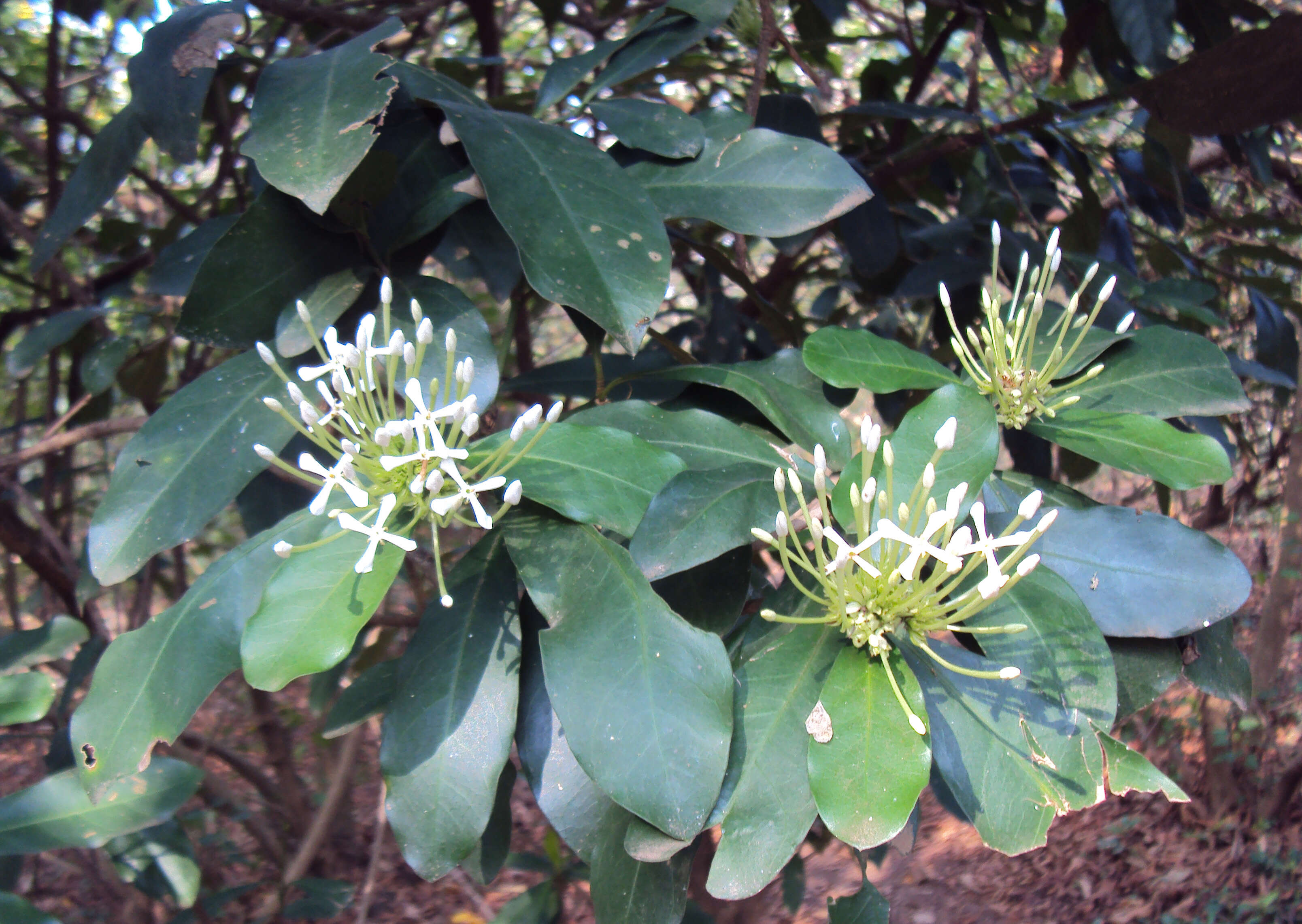 Image of Ixora finlaysoniana Wall. ex G. Don