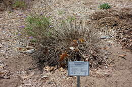 Image of Glandularia lilacina (Greene) Umber