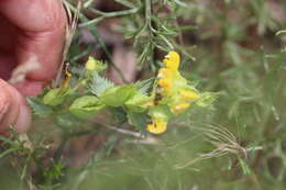 Rhinanthus angustifolius C. C. Gmelin resmi