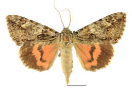 Image of Light crimson underwing moth