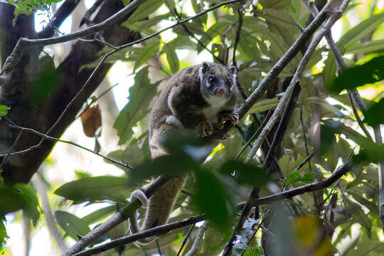 Image of Green Ringtail Possum