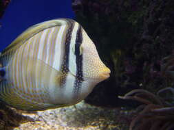 Image of Desjardin's Sailfin Tang