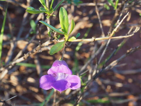 Image of Eremophila lanceolata Chinnock