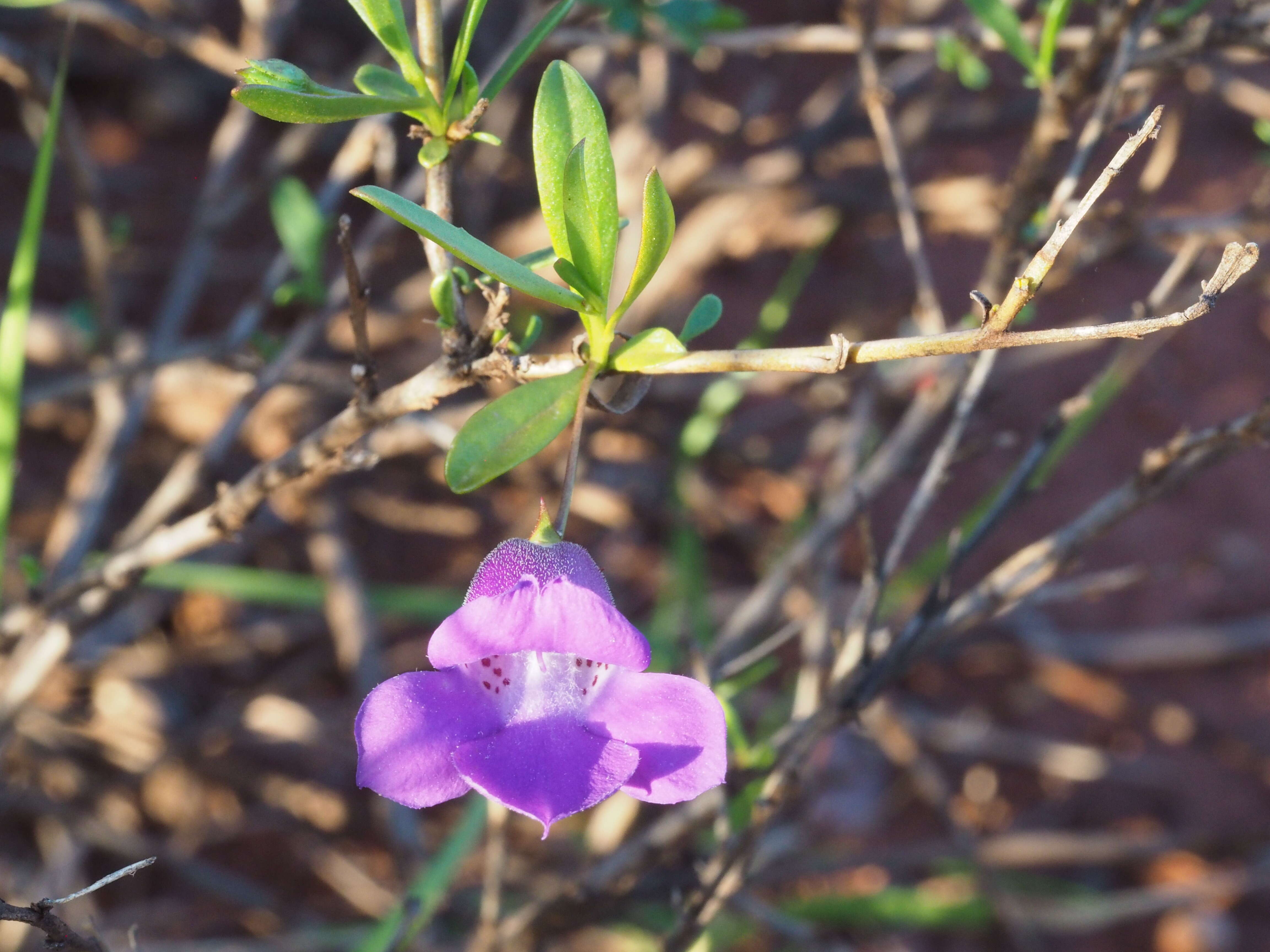 صورة Eremophila lanceolata Chinnock