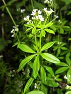 Image of bedstraw