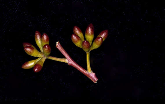 Image of Eucalyptus effusa M. I. H. Brooker