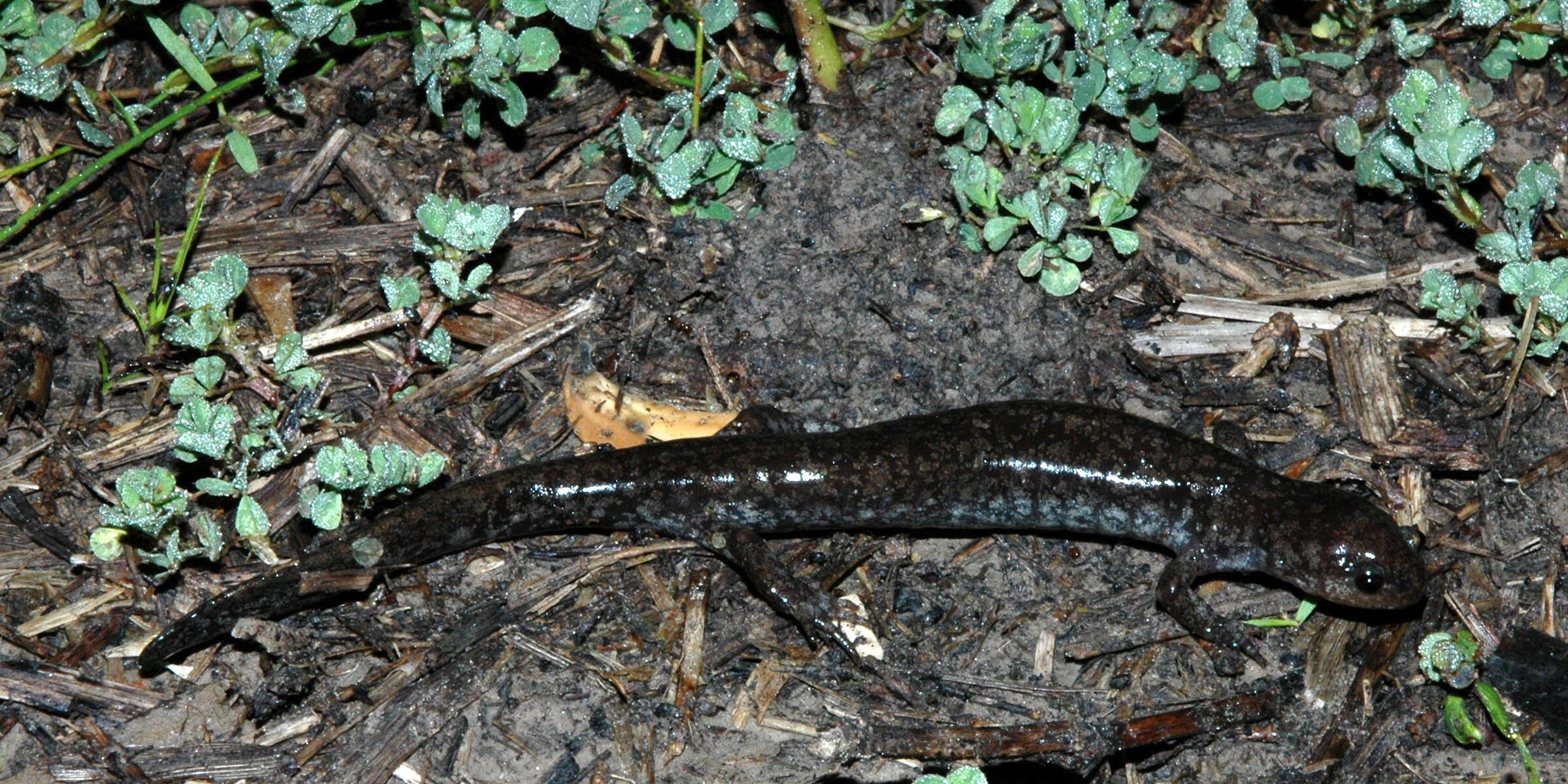 Image of Smallmouth Salamander