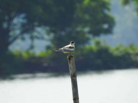 Image of Whiskered Tern