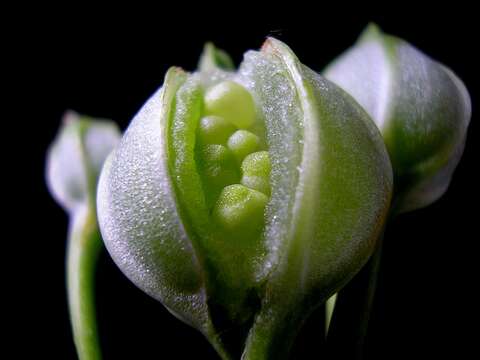 Image of Peruvian-lily