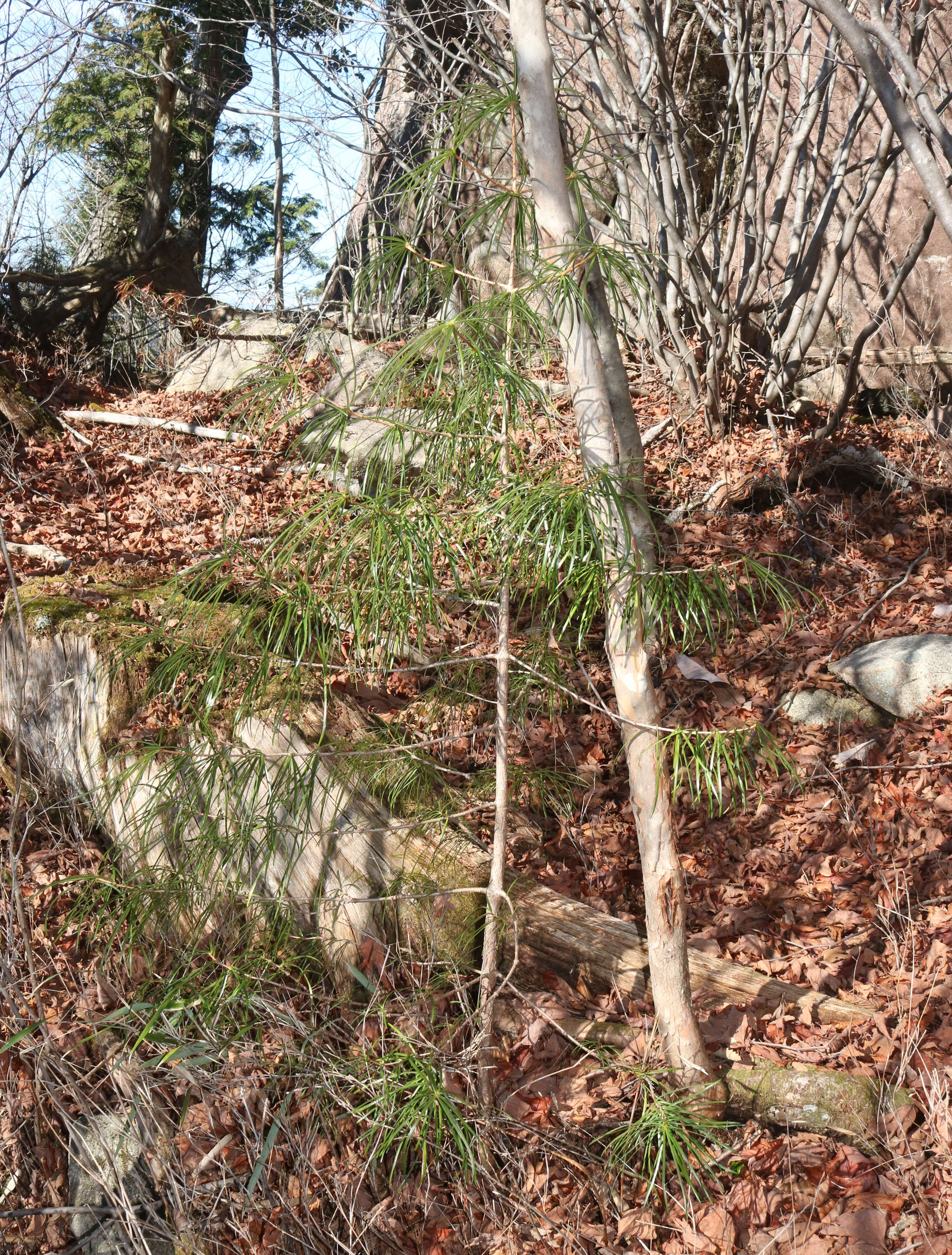 Image of umbrella-pine family