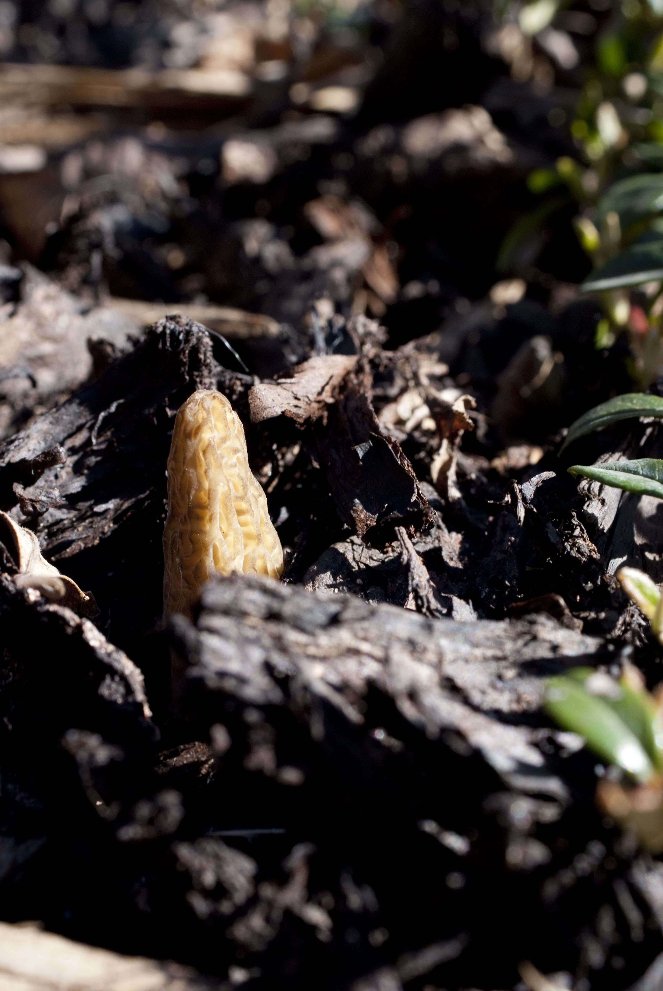 Image of Morchella importuna M. Kuo, O'Donnell & T. J. Volk 2012