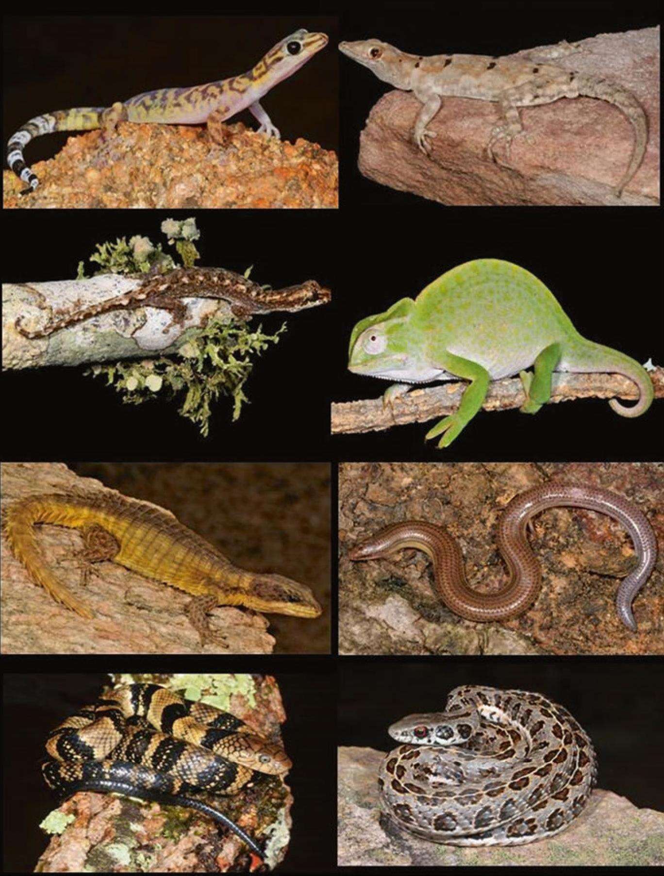 Image of chameleons