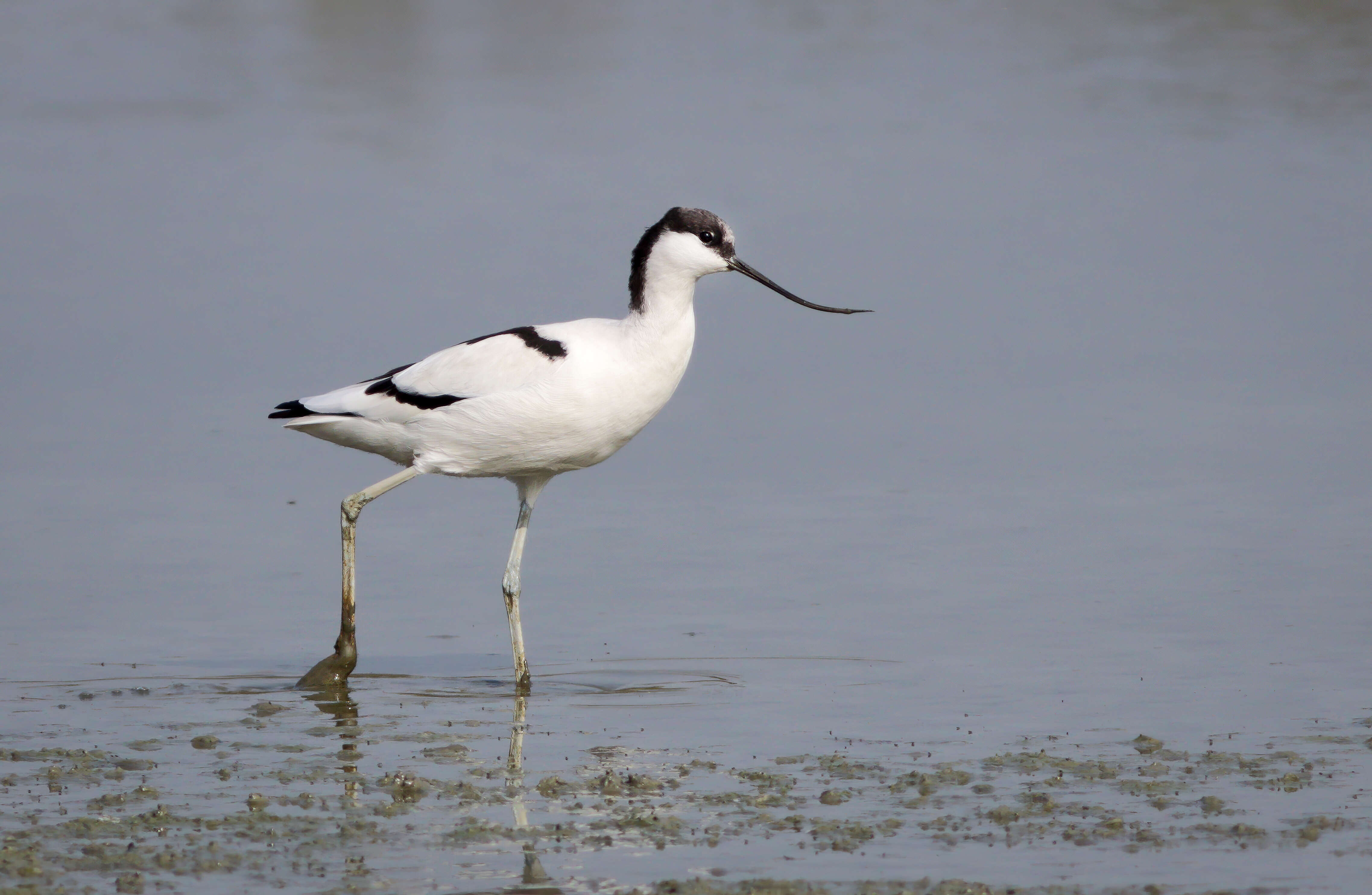 Image of avocet, pied avocet