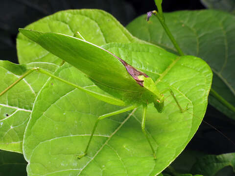 Image of Round-headed Katydids