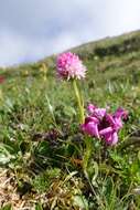 Image of Gymnadenia widderi (Teppner & E. Klein) Teppner & E. Klein