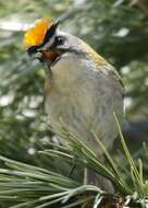 Image of Common Firecrest