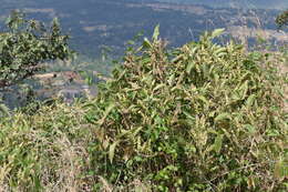 Image of Strobilanthes callosa Wall. ex Nees