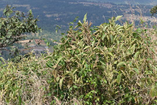 Imagem de Strobilanthes callosa Wall. ex Nees