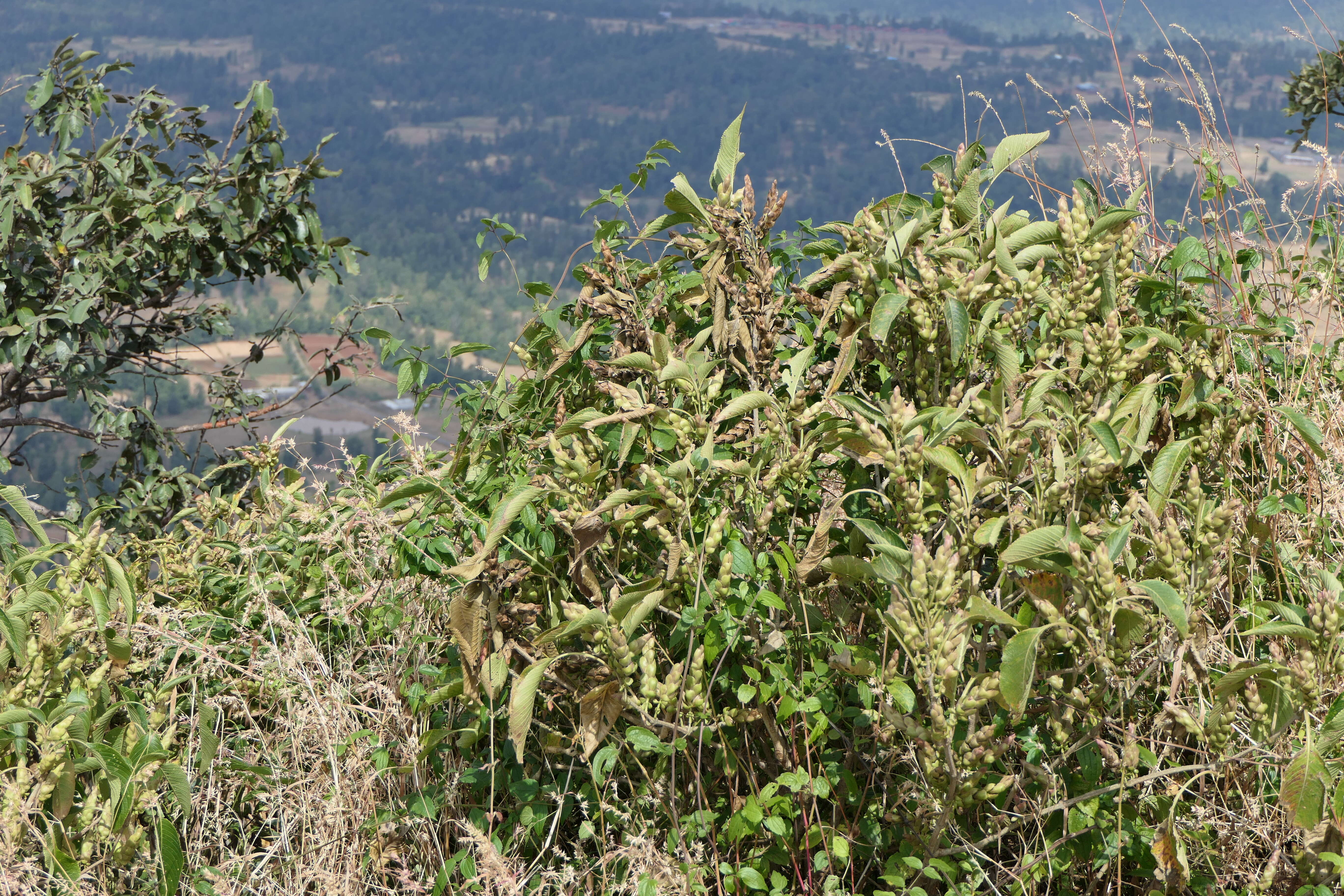 Image of Strobilanthes callosa Wall. ex Nees