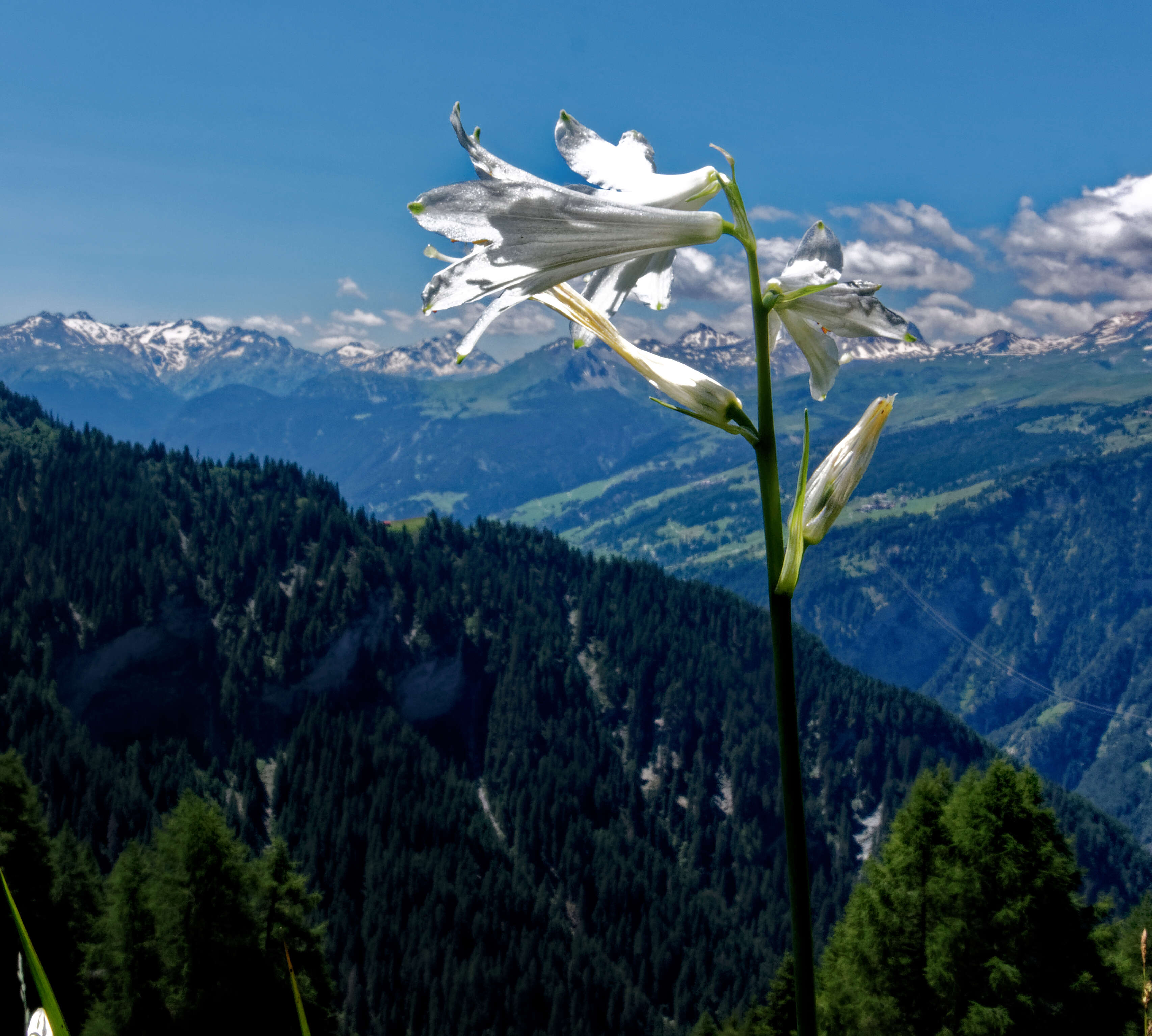 Image of St. Bruno's Lily