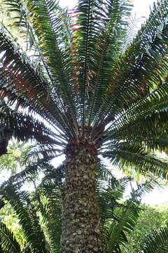 Image of Kwango Giant Cycad