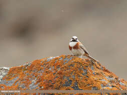 Image of Chestnut-breasted Bunting