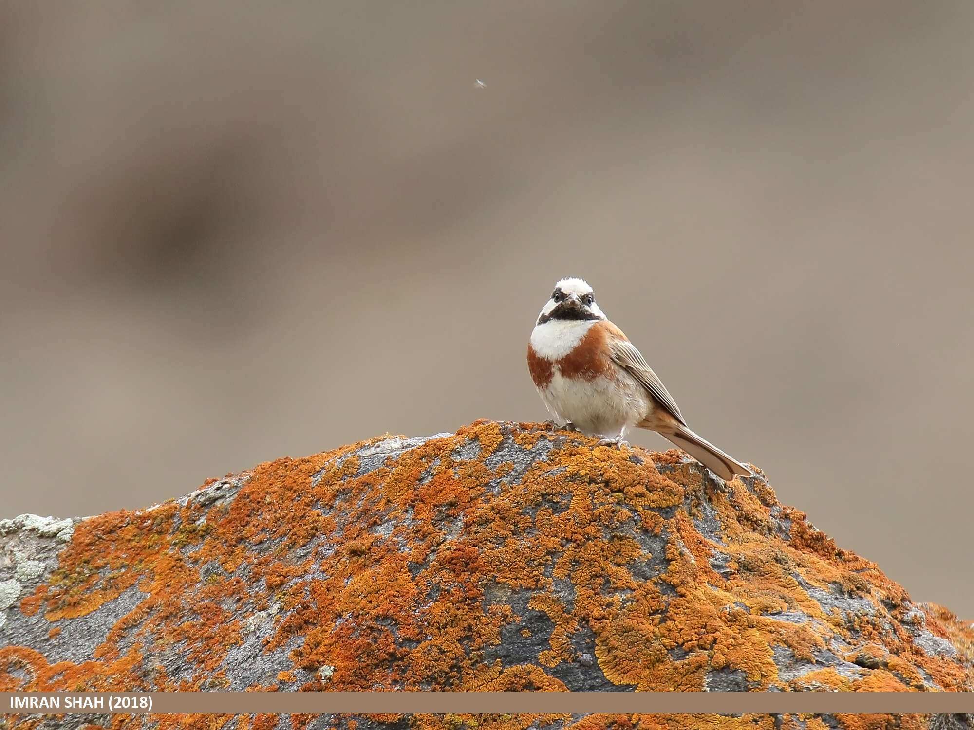 Image of Chestnut-breasted Bunting