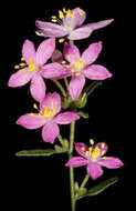 Image of Asterolasia grandiflora (Hook.) Benth.