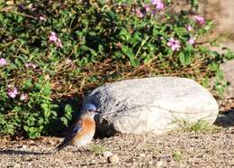 Image of Western Bluebird