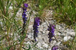 Image of bird vetch