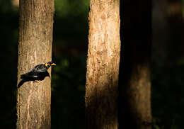 Image of Southern Hill Myna