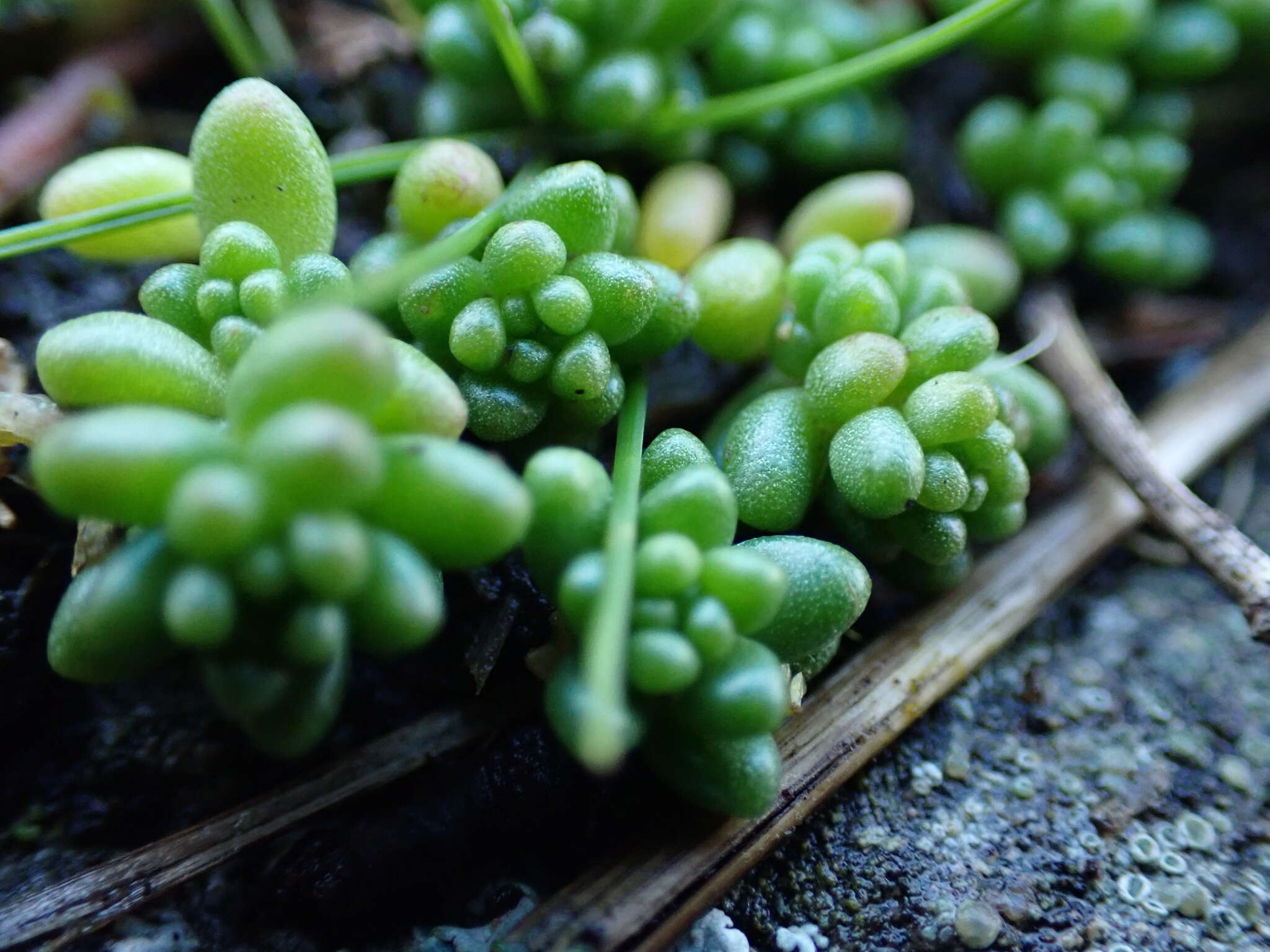 Image of White Stonecrop