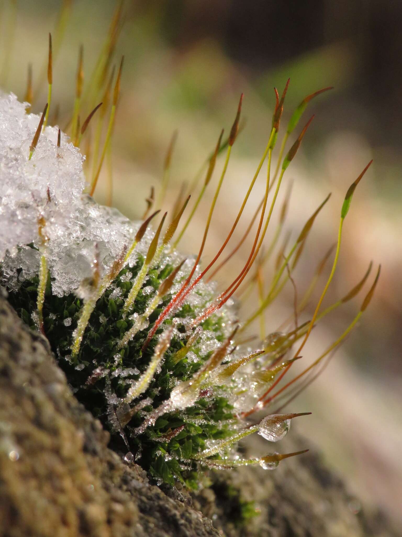 Image of tortula moss