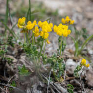 Image of Common Bird's-foot-trefoil