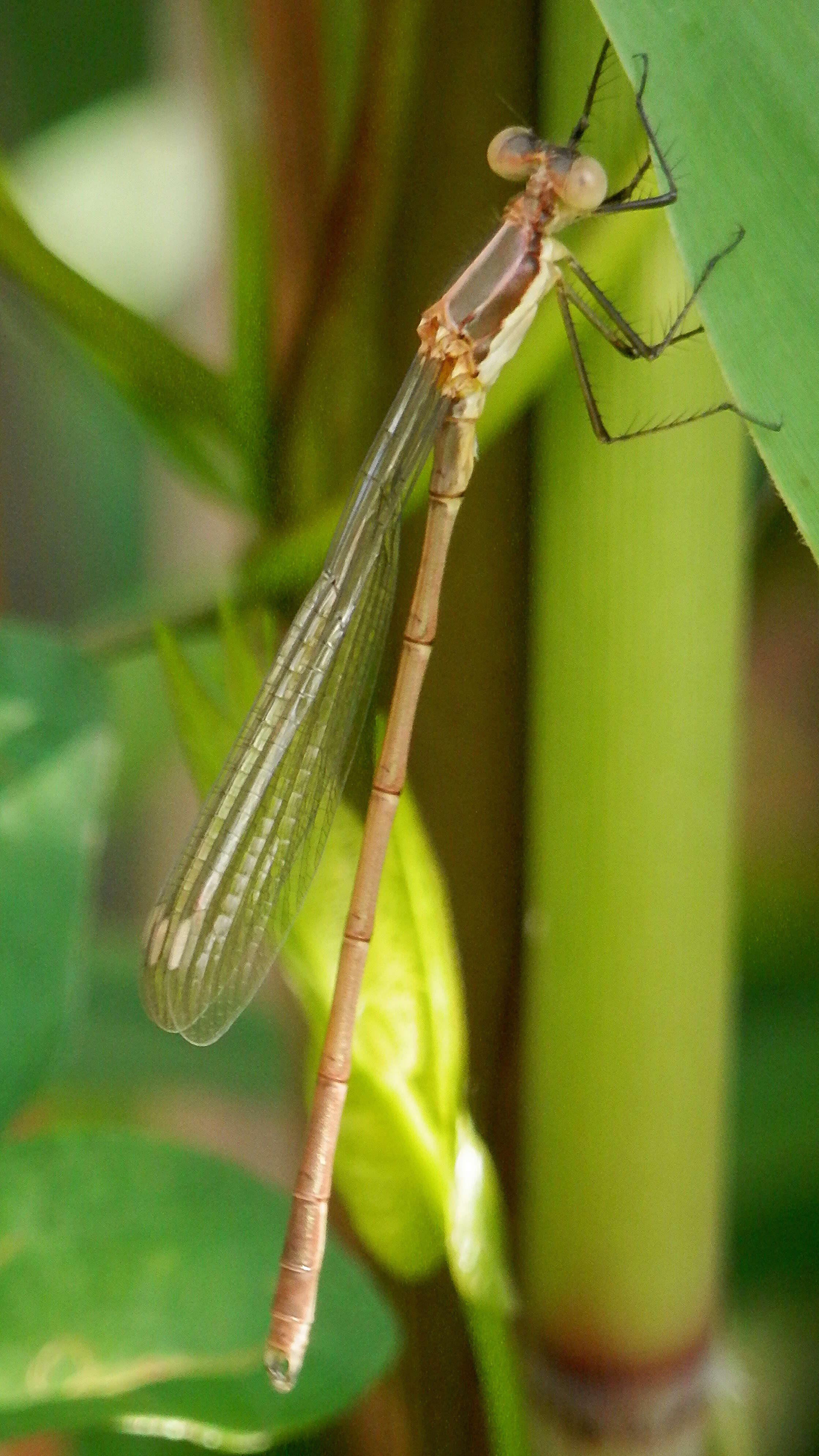 Imagem de Lestes inaequalis Walsh 1862