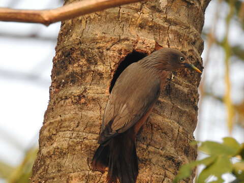 Image of Chestnut-tailed Starling