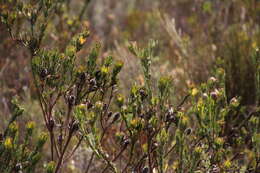 Image of Leucadendron stelligerum I. Williams