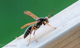 Image of Northern Paper Wasp