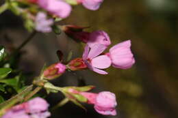 Image of cliff dwarf-primrose